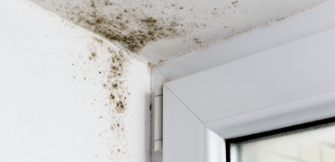  Mold & Asbestos